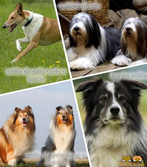 Tipos de COLLIE que existen .